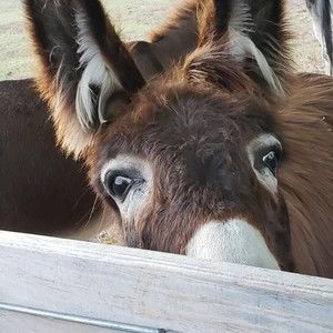 Meet your Posher, Julie